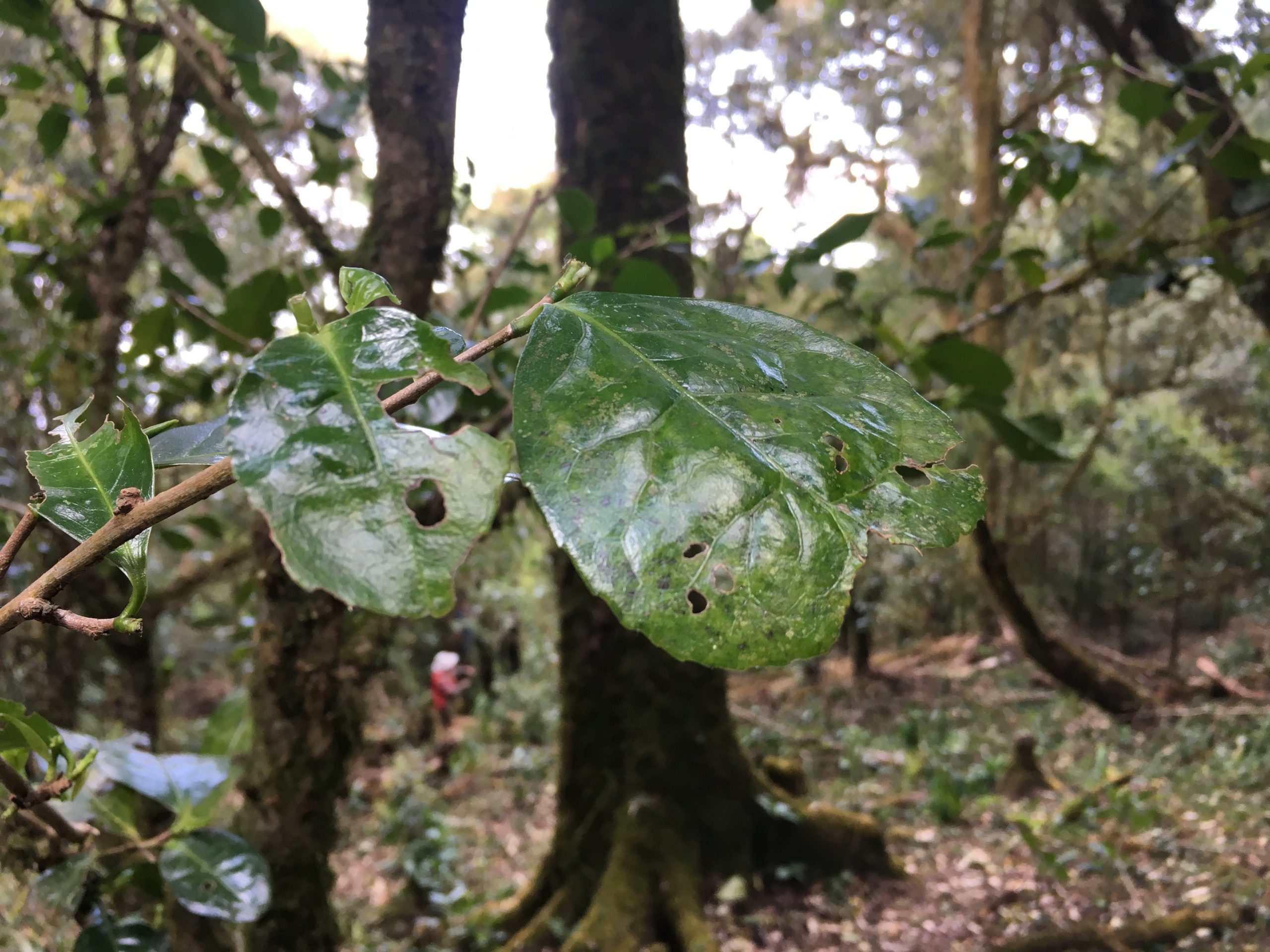 2023年永德大雪山古樹春茶多少一公斤？