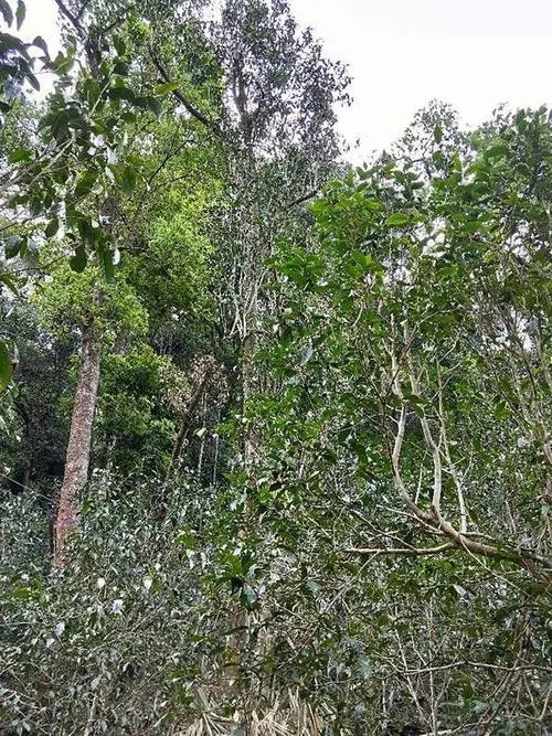 2023年多依樹古樹春茶品質(zhì)如何？