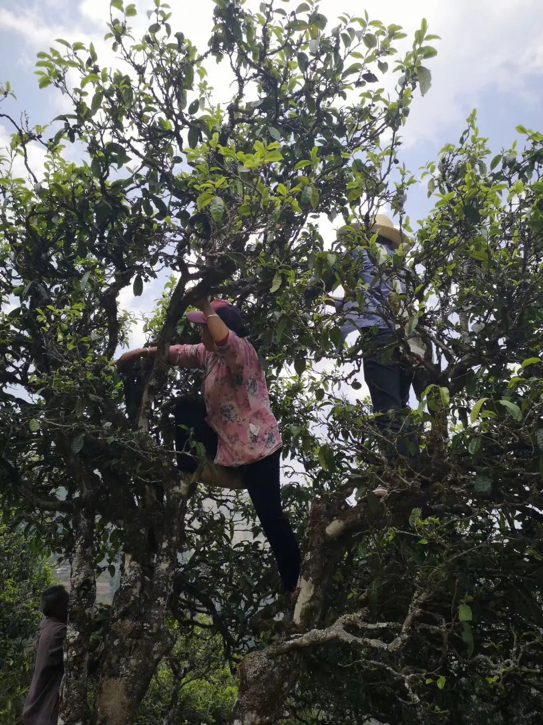 2023年寧洱擺尾箐古樹春茶特點(diǎn)是什么？