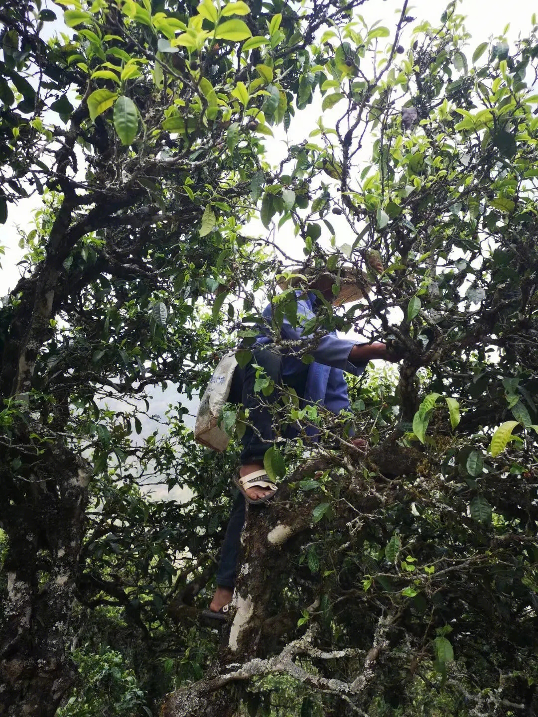 2023年寧洱擺尾箐古樹春茶品質(zhì)如何？