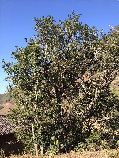 2023年寧洱擺尾箐古樹春茶價格是多少？