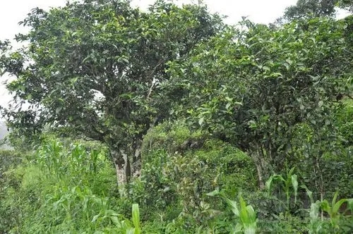 2023年鎮(zhèn)沅老海塘古樹春茶特點 是什么？