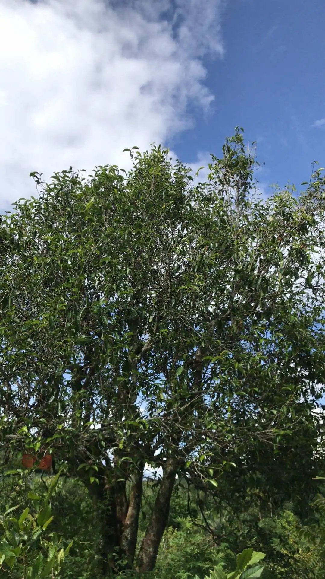 2023年鎮(zhèn)沅老烏山古樹春茶口感怎么樣？