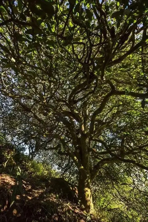 2023年鎮(zhèn)沅老烏山古樹春茶品質如何？