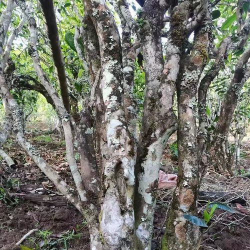 2023年鎮(zhèn)沅老烏山古樹春茶價格是多少？