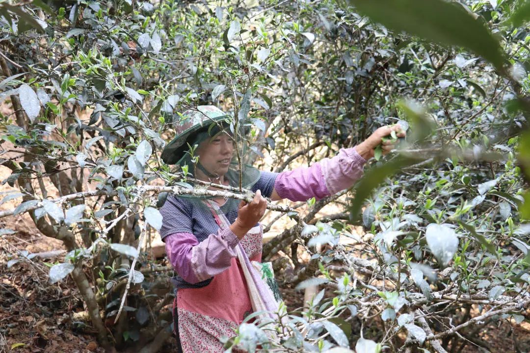 2023年普洱老安寨古樹春茶口感怎么樣？