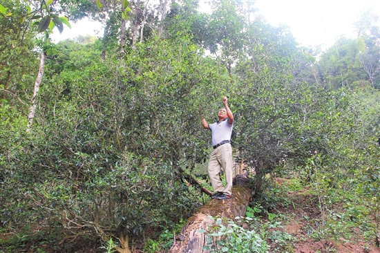 2023年普洱老安寨古樹春茶價格是多少？