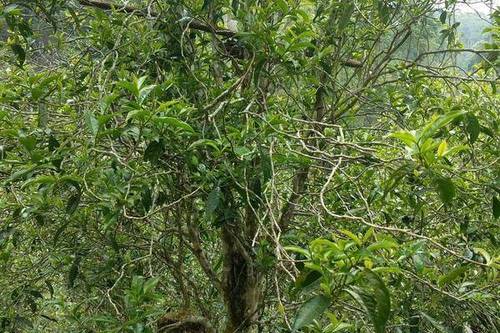 2023年千家寨古樹春茶口感怎么樣？