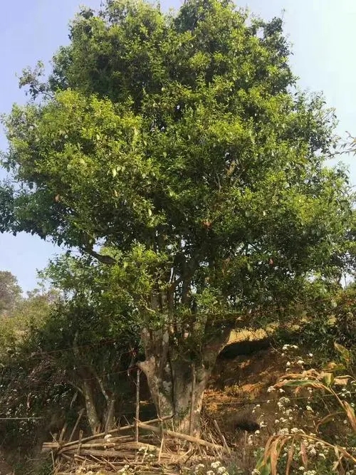 2023年千家寨古樹春茶特點是什么？