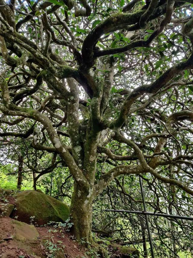 2023年千家寨古樹春茶品質(zhì)如何？