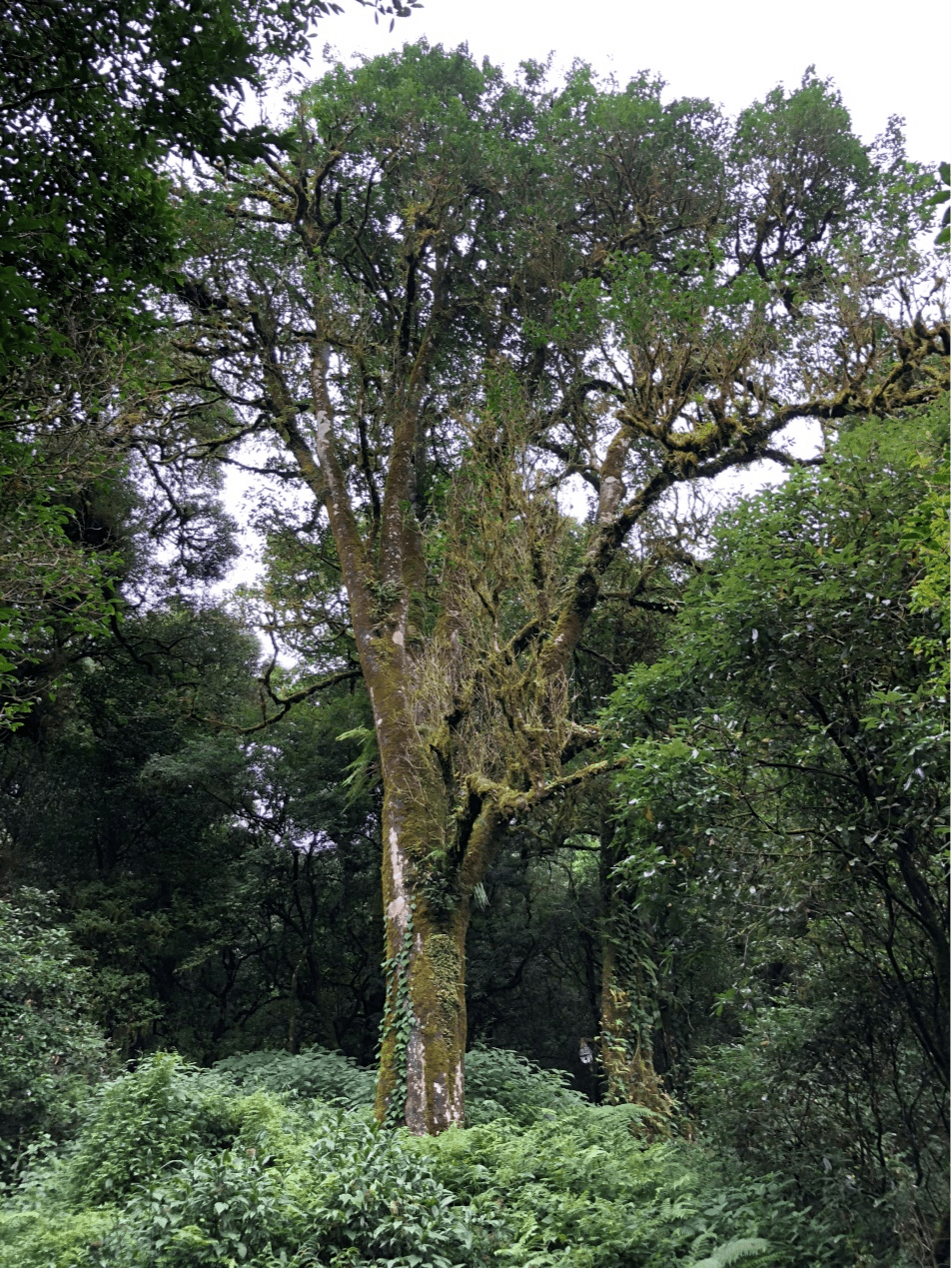 2023年千家寨古樹春茶價格是多少？