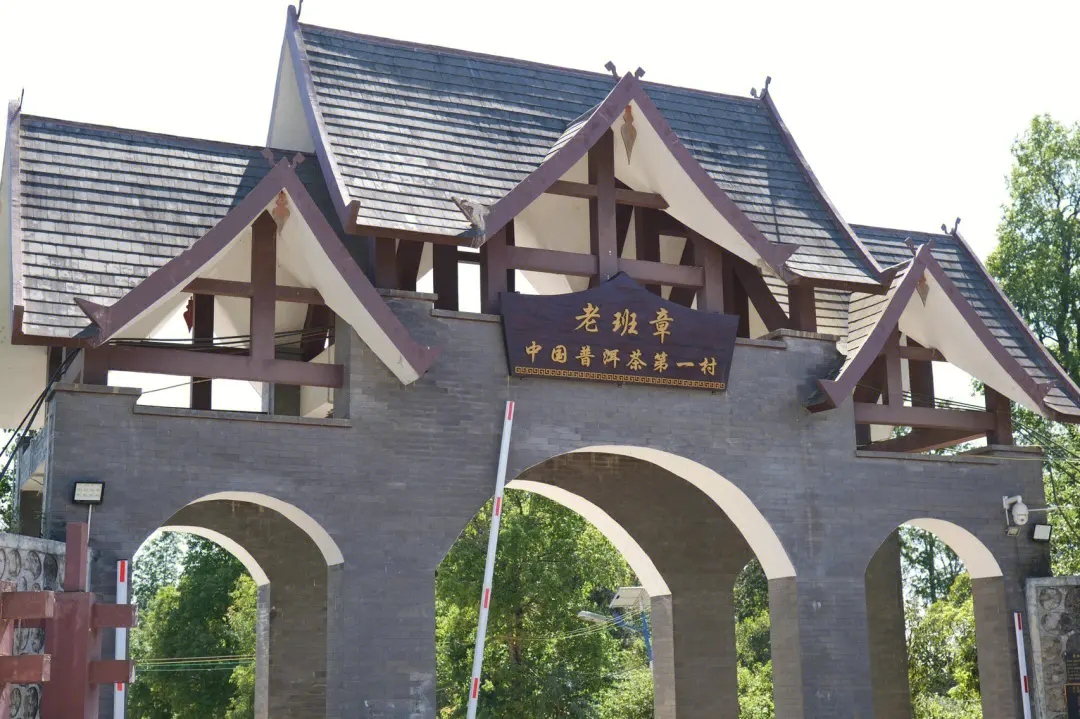 2024年老班章古樹春茶價格是多少？