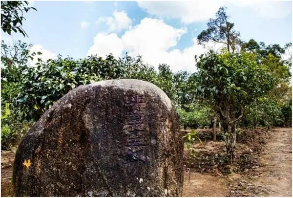 2024年老班章古樹春茶多少一公斤？