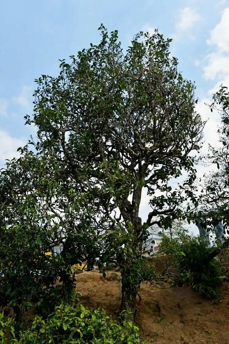 2024年冰島老寨古樹春茶口感是什么？