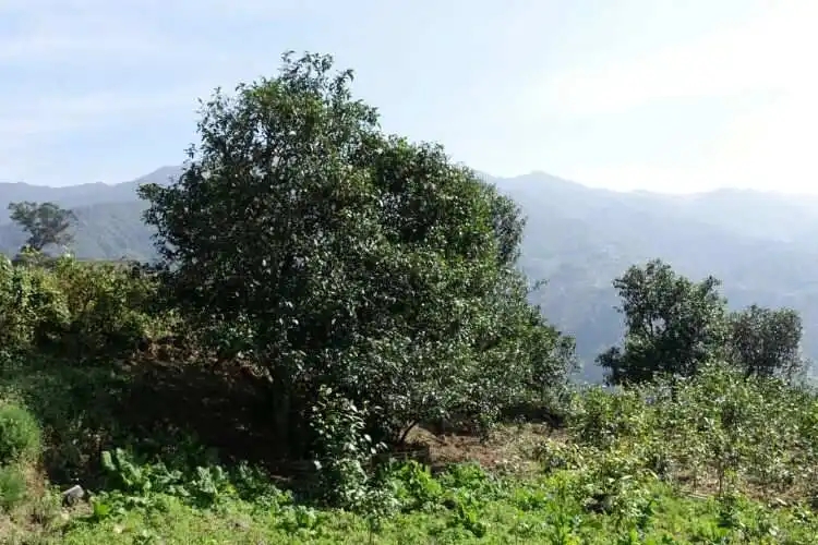 2024年冰島老寨古樹春茶特點(diǎn)是什么？