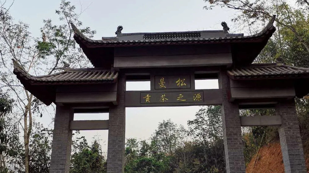 2024年曼松古樹春茶品質(zhì)如何？