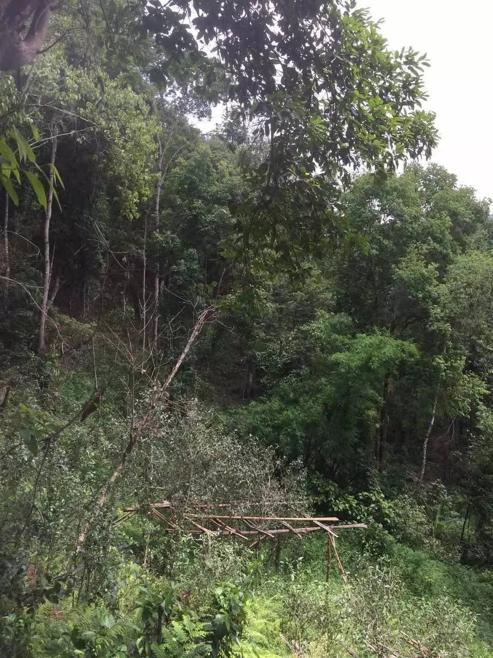 2024年曼松古樹春茶特點(diǎn)是什么？