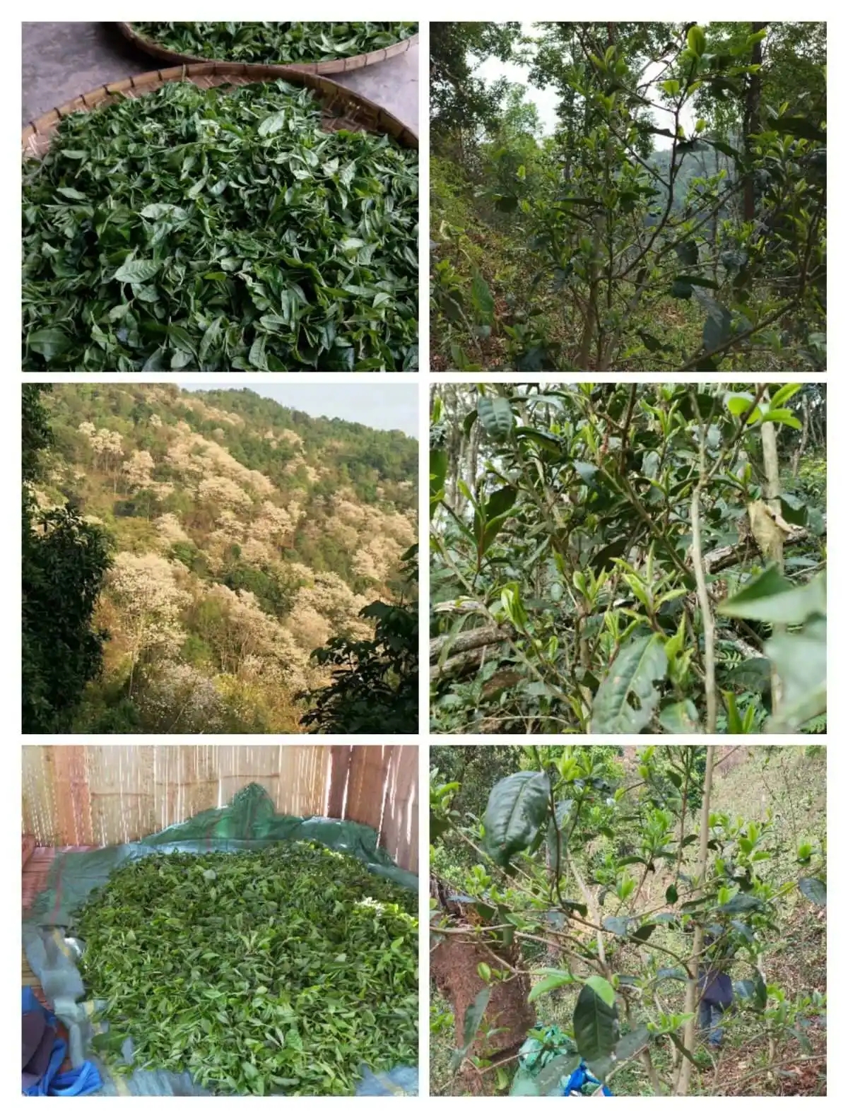 2024年曼松古樹春茶價(jià)格是多少？