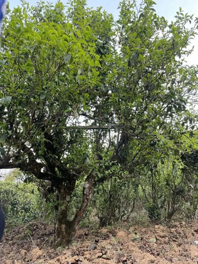 2024年薄荷塘古樹春茶價(jià)格是多少？