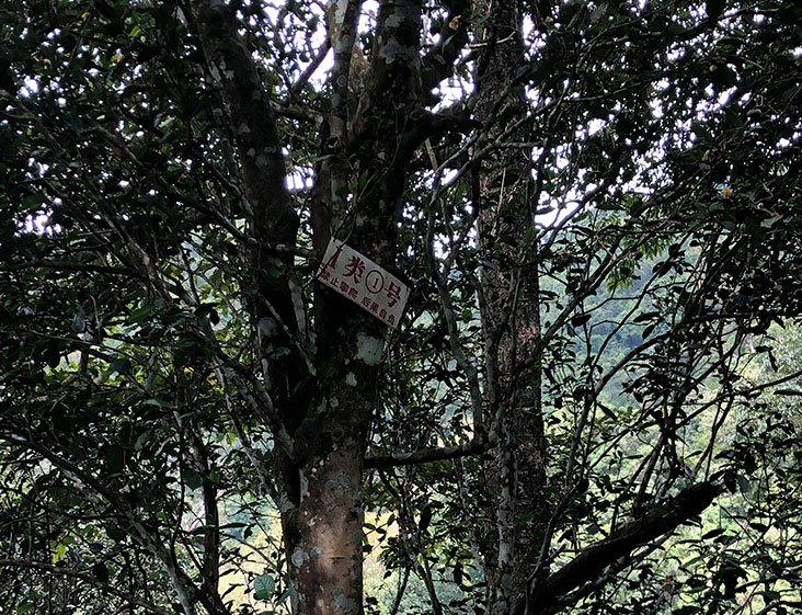 2024年薄荷塘古樹春茶多少錢一公斤？