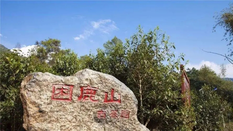 2024年困鹿山古樹春茶特點(diǎn)是什么？