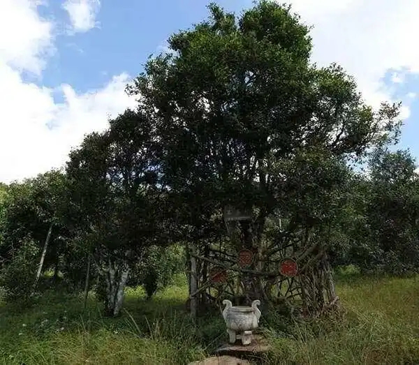 2024年困鹿山古樹春茶價(jià)格是多少？