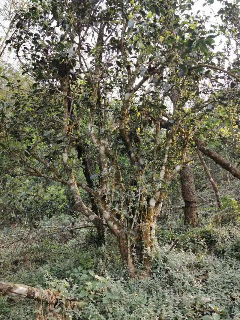 2024年迷帝古樹春茶口感如何？