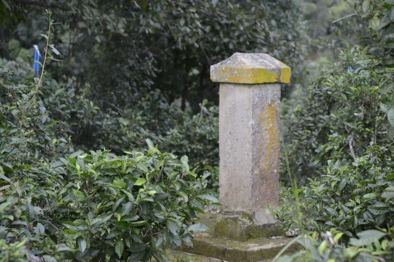 2024年迷帝古樹春茶價(jià)格是多少？