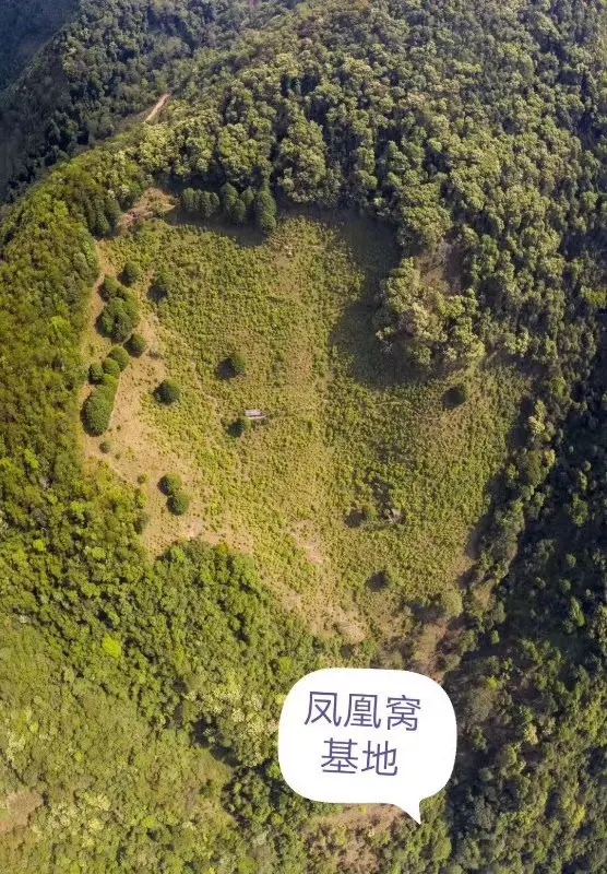 2024年墨江鳳凰窩古樹春茶口感如何？