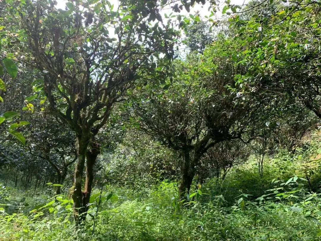 2024年墨江鳳凰窩古樹春茶品質(zhì)怎么樣？