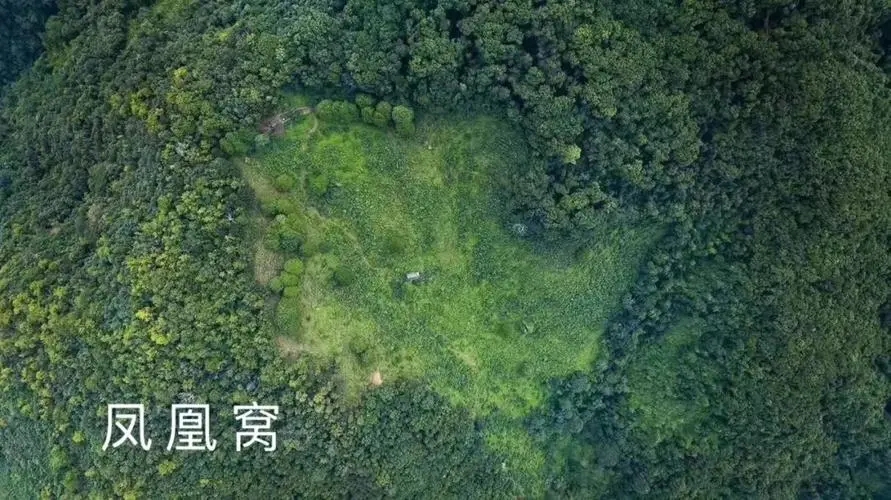 2024年墨江鳳凰窩古樹春茶價(jià)格是多少？