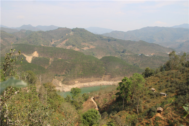 2024年昔歸古樹春茶口感是什么？