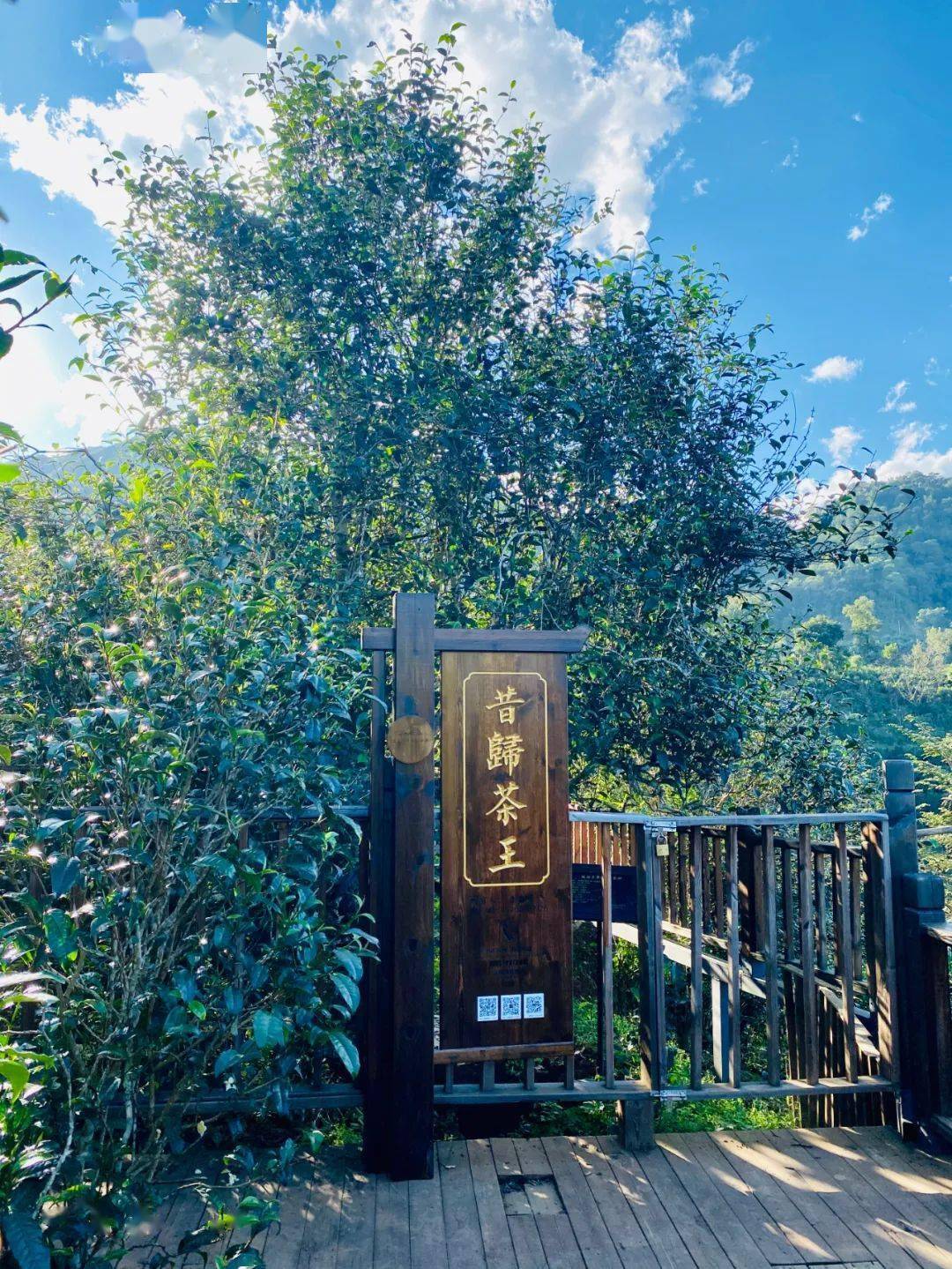 2024年昔歸古樹春茶品質(zhì)如何？