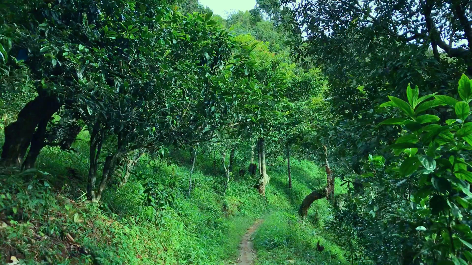 2024年磨烈古樹春茶品質(zhì)如何？