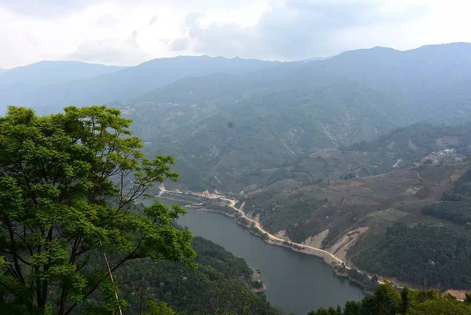 2024年磨烈古樹春茶多少錢一公斤？