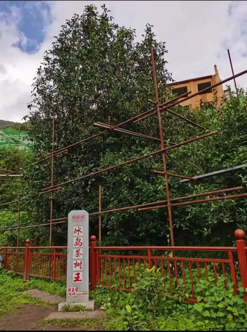 冰島老寨詳細介紹口感！