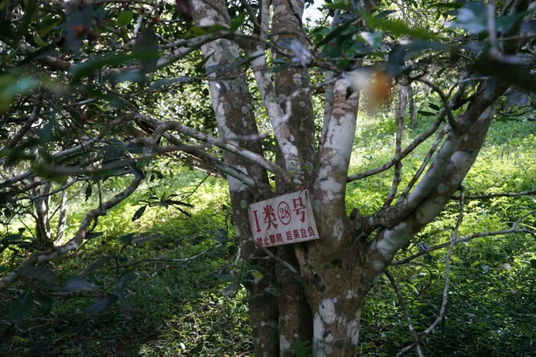 易武巔峰薄荷塘，普洱茶界最神奇最瘋狂的存在