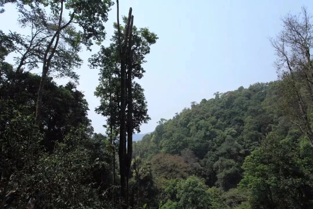 2025年易武古樹春茶多少錢一公斤？