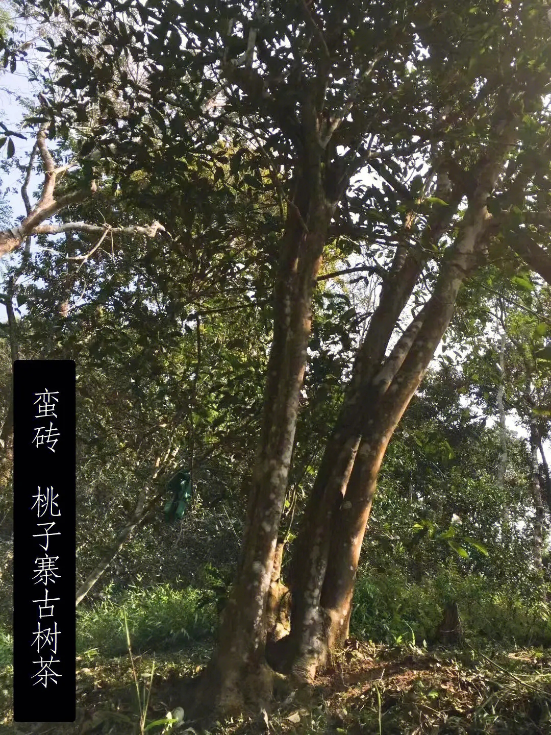 2025年蠻磚古樹春茶口感怎么樣？