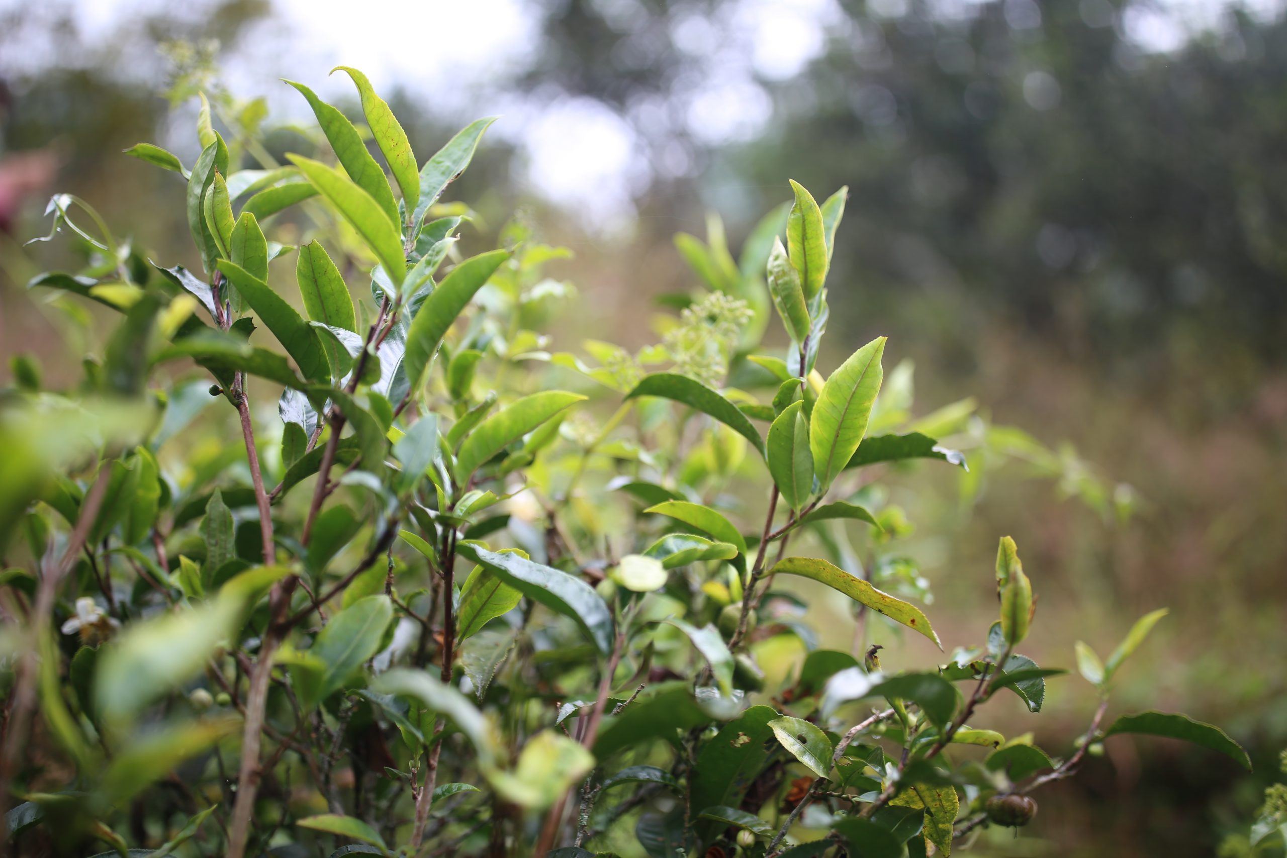 2025年蠻磚古樹春茶多少錢一公斤？