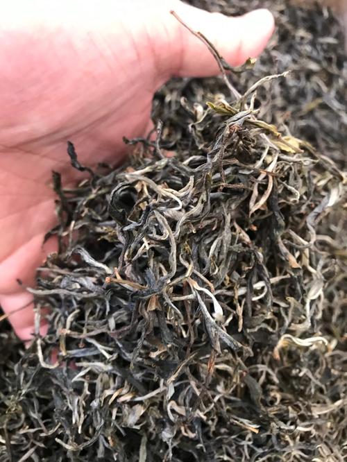 倚邦 | 兩朝貢茶，六山香魁