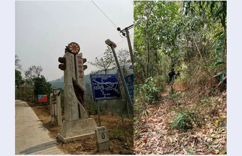 攸樂(lè)山古樹(shù)茶的特點(diǎn)