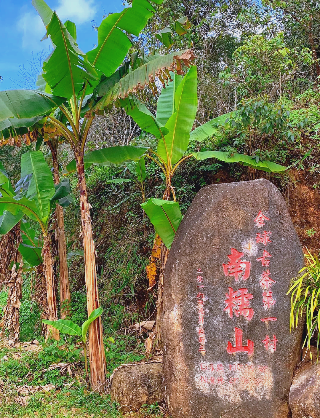 茶山云夢(mèng)：探秘南糯山的詩(shī)意之旅